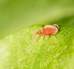 Red bug on a green leaf. close-up