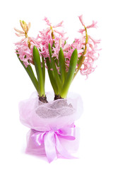 blooming hyacinth packed for gift