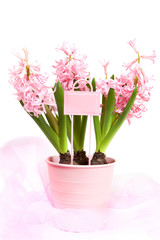pink hyacinths in  decorated garden pot, isolated on white background