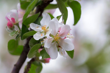 Apple tree in bloom