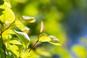 Beautiful branch of a tree with green leaves