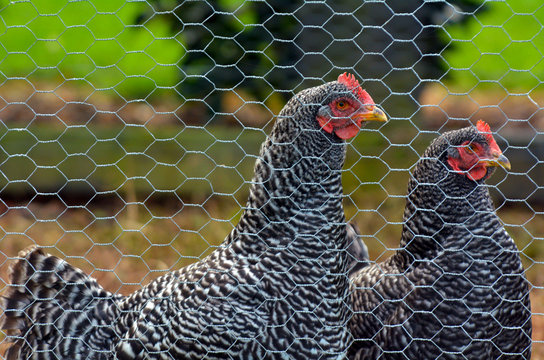 Plymouth Rock Chicken