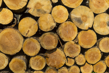 Pile of different size chopped wood logs prepared for winter