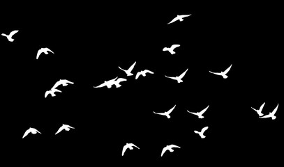 flock of pigeons on a black background