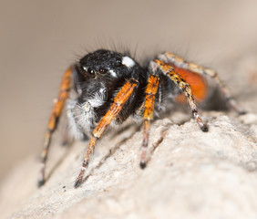 Portrait of red spider jumper