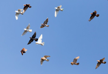 flock of pigeons on blue sky