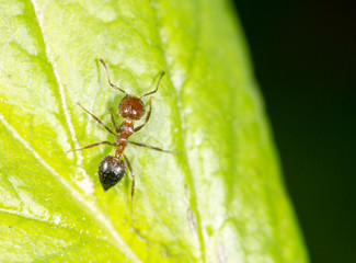 Ant on a green leaf. close-up