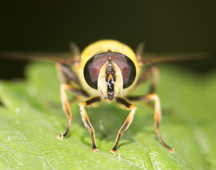fly in nature. close-up