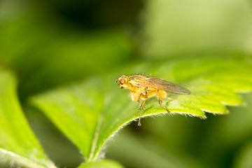 fly in nature. close-up