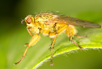 fly in nature. close-up