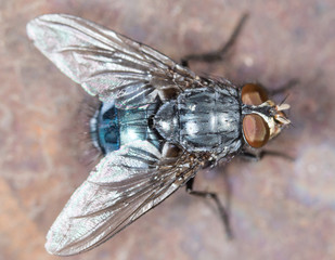 House fly close up