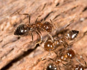 ants on wood. close-up