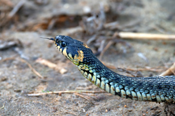 Close-up grass snake