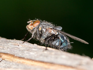 House fly close up