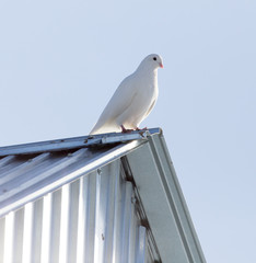Dove in the roof