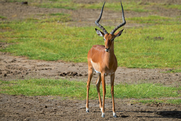 Impala