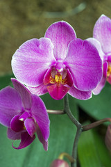 Orchid, one of the largest botanical families
