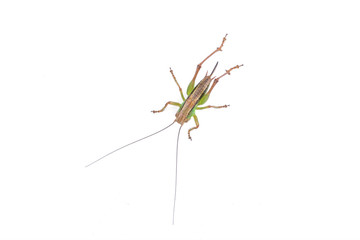 Green brown grasshopper on a white background