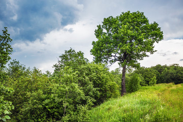 Summer field under gloomy sky