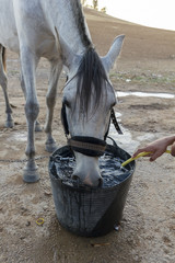 Primer plano de caballo bebiendo. Caballo bebiendo en verano. Caballo bebiendo de un esportón en el campo.