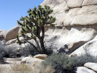 Joshua Tree National Park