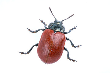 Red beetle on white background from family Chrysomelidae