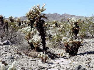 Joshua Tree National Park cactus