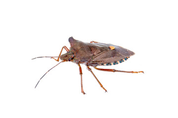 Shield bug on a white background