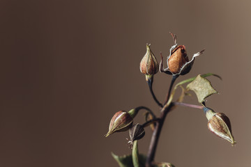 sad faded rose flower close-up macro