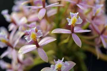 Typical Brazilian orchid of the Atlantic Rainforest biome