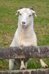Obraz premium White male Goat