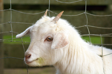 White kid Goat