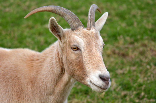 Portrait of a male Goat