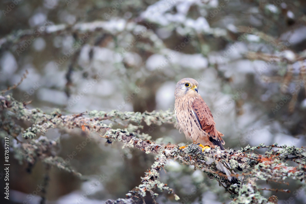 Poster common kestrel sitting in winter on coniferous tree with lichen
