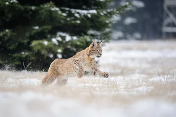 Fotobehang Running eurasian lynx cub on snowy ground in cold winter © Stanislav Duben