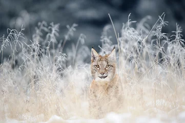 Fotobehang Lynx Euraziatische lynxwelp verborgen in hoog geel gras met sneeuw