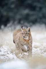 Fotobehang Lynx Euraziatische lynxwelp op besneeuwde grond  © Stanislav Duben
