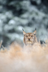 Fototapeta premium Eurasian lynx sitting on ground in winter time