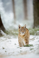Naklejka premium Eurasian lynx cub standing in winter colorful forest with snow