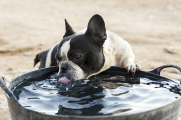 Bulldog Francés bebiendo. Perro de pura raza bebiendo agua un día de verano. Bulldog Francés 