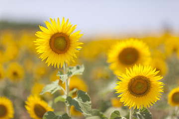 Obraz premium Sunflower