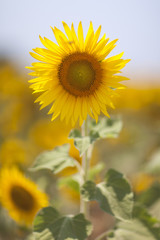 Fototapeta premium Sunflower