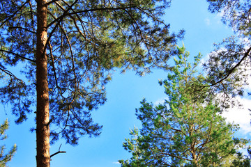 Pine trees on blue sky background
