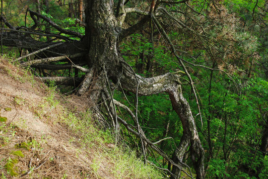 Pine tree roots on hill