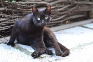 Funny black cat looks like "what do you want from me"