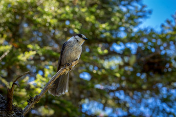 Small Grey Jay perched on a tree.