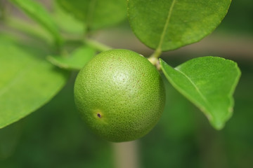 Lime fruit, Lime green tree hanging from the branches of it