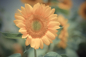sunflower with filter effect retro vintage style