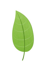 Obraz premium Green Leaf