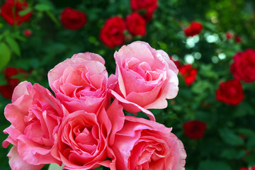 Beautiful bouquet of pink roses, closeup